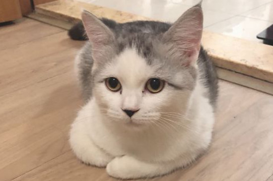 8斤猫可吃多少阿莫西林