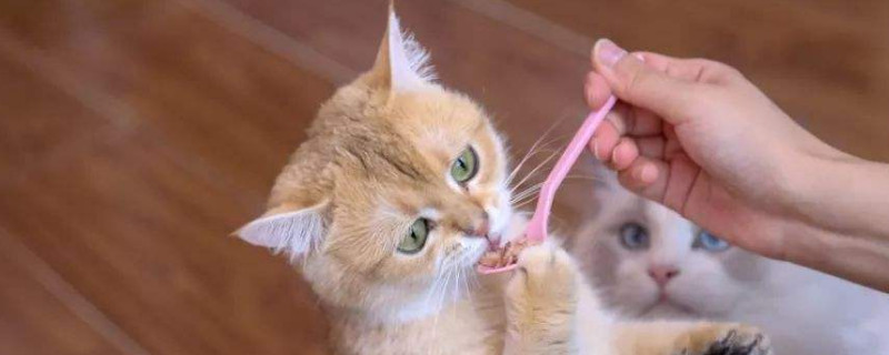 为啥猫咪一紧张就拉屎