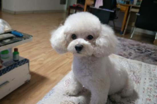 狗狗会记仇多久