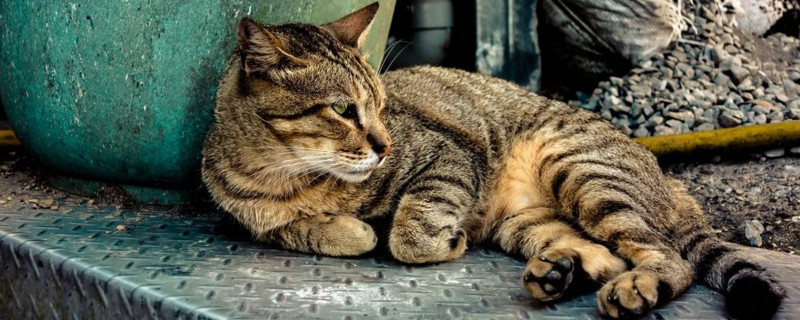 小猫随地大小便怎么办