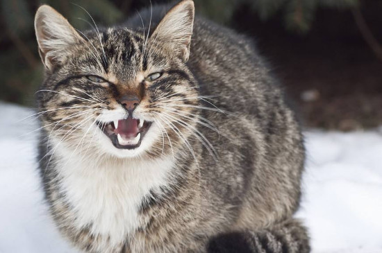 猫咪为什么要嘶嘶叫