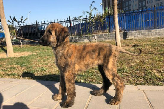 阿富汗猎犬攻击性强吗