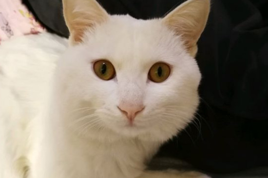 猫咪眼泪红褐色