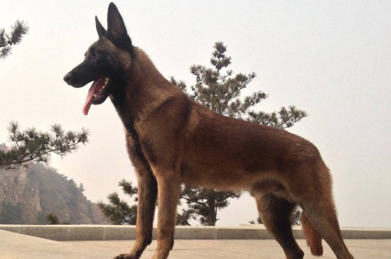 马犬记恨主人打他吗