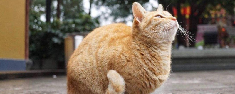 猫咪要死了有什么预兆