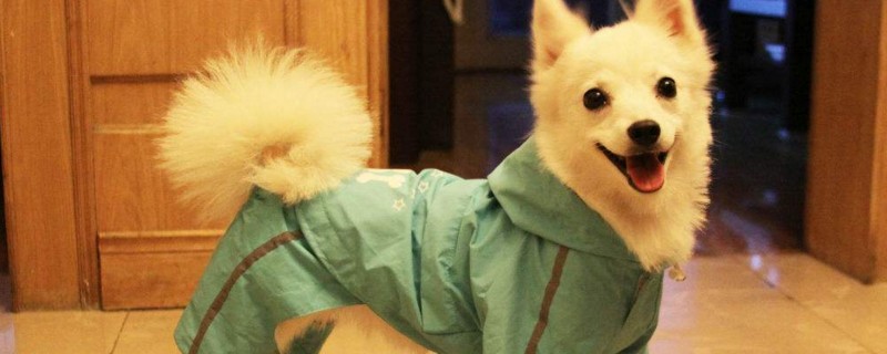 银狐犬价格多少钱一只