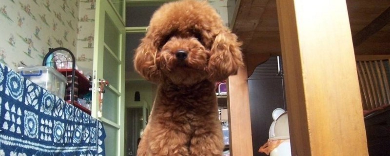 泰迪和贵宾有什么区别