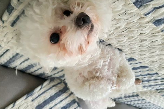 狗吃什么会死