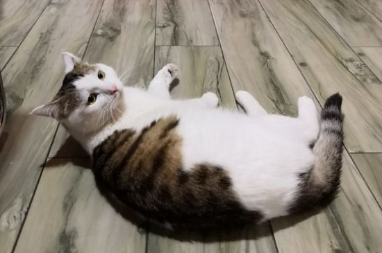 猫越打越凶要扔了吗