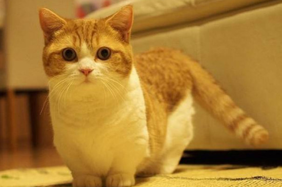 猫咪吃什么拉屎不会臭