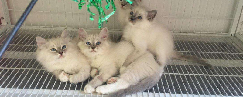 布偶猫新到家注意事项
