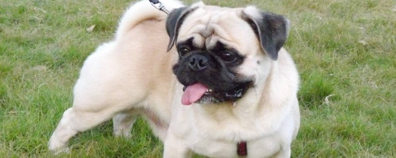 为什么巴哥犬刚开始养就后悔