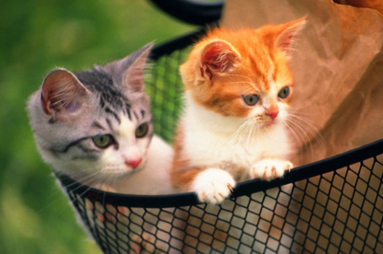 猫咪摔了内伤能自愈吗