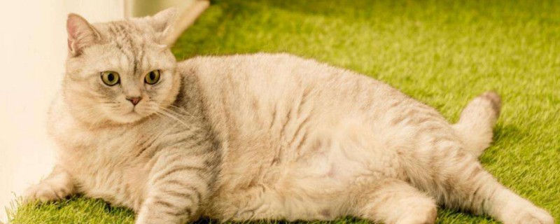 怎么确定猫换完了胎毛