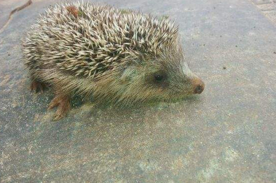 野生刺猬吃什么食物