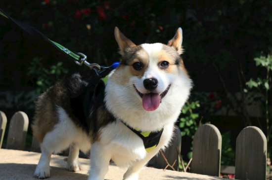 柯基犬打它能听话吗