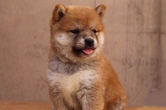 柴犬几个月换毛变色，换毛色期在3～7个月