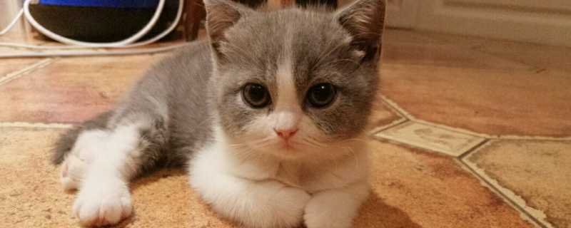 猫咪拉软便但精神还好