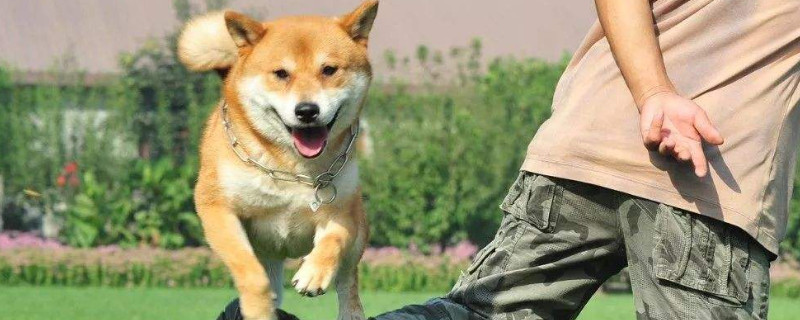 如何训练狗狗听话