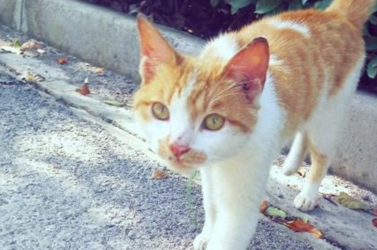 黄白猫和橘猫区别