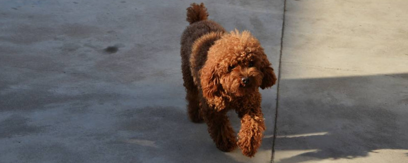 比较乖的小型犬