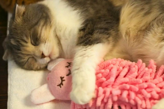 猫喜欢玩什么