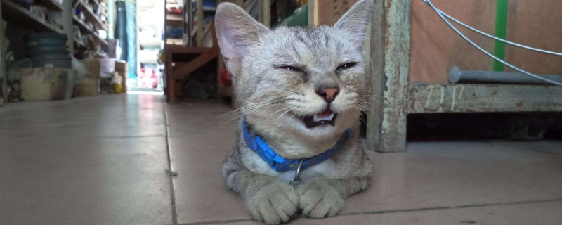 猫流绿色眼屎怎么回事