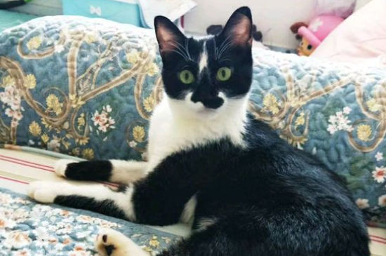 宠物猫可以洗澡吗