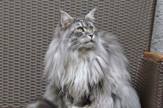 缅因猫怎么看纯不纯
