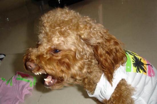 泰迪犬讨厌主人的表现