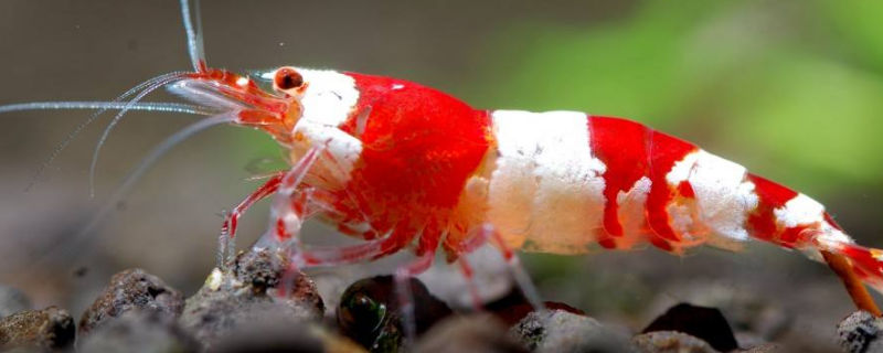 水晶虾喂食次数