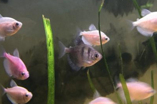 彩裙鱼能和什么鱼混养