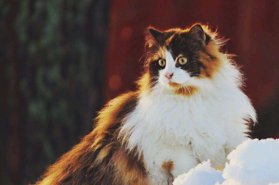 挪威森林猫是巨型猫吗