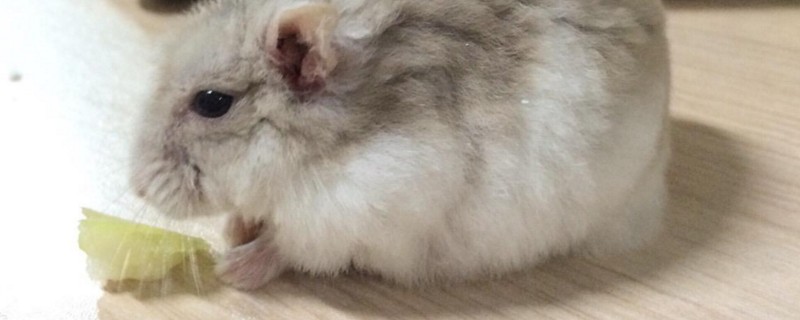 仓鼠怕主人怎么办