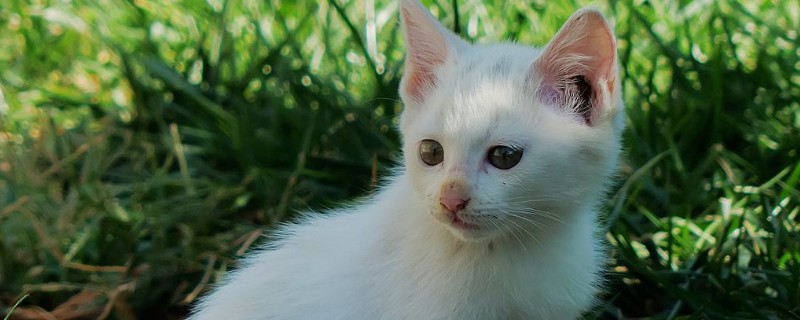 猫拉稀很臭