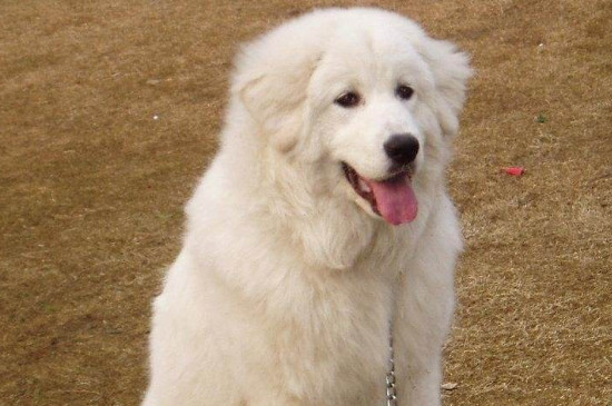 大白熊犬哪里可以养