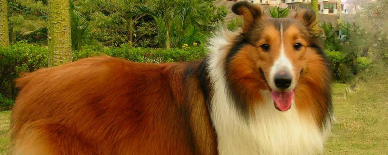 牧羊犬后腿软怎么办