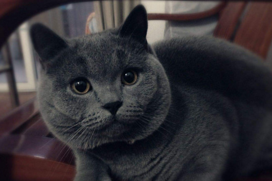 英短蓝猫不听话能打吗