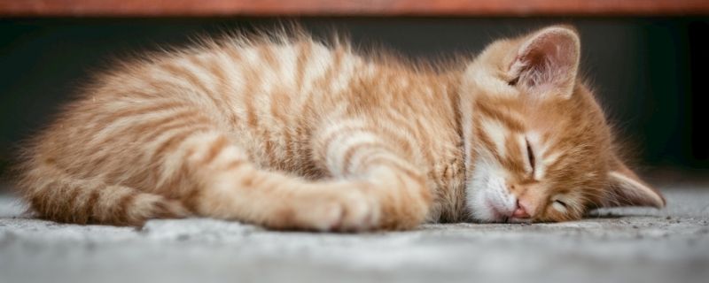 猫吃驱虫药后的反应