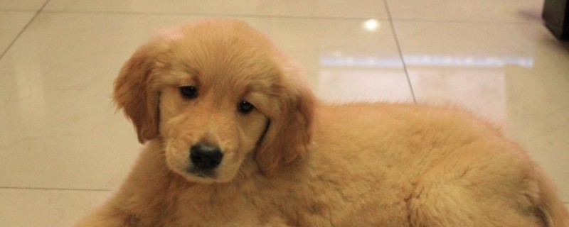 养金毛幼犬需注意事项