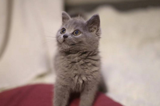 猫咪找不到主人会怎样
