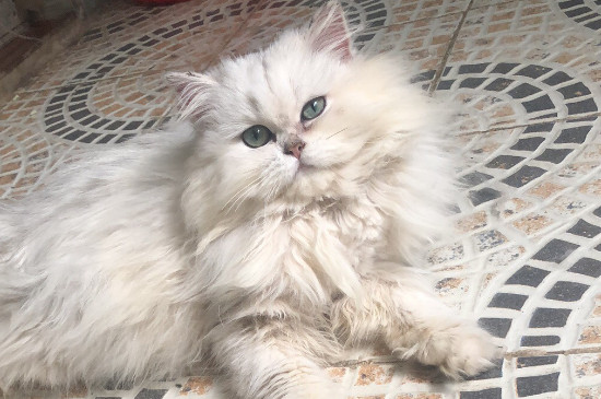 猫砂是什么