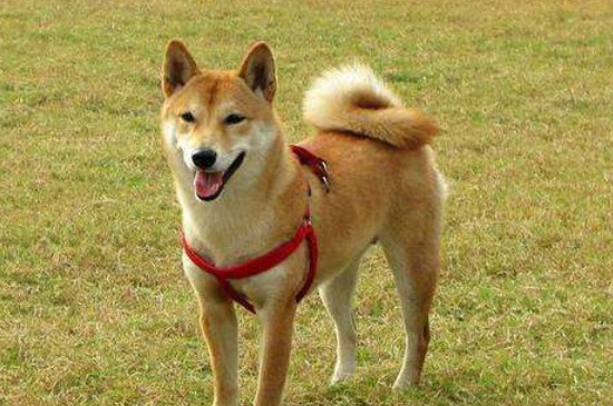 为什么养柴犬的的人少，精力旺价格贵还掉毛严重
