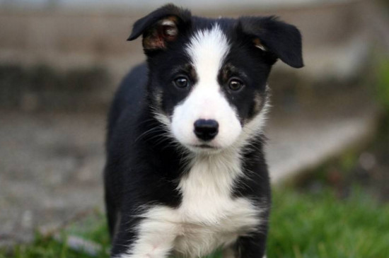 1个多月边牧犬怎么养