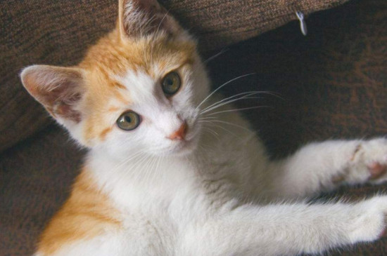 猫抖动身体是怎么回事，猫为什么轻微发抖