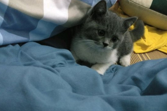 没打疫苗的猫可以洗澡么