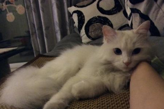 猫呼噜呼噜叫代表什么