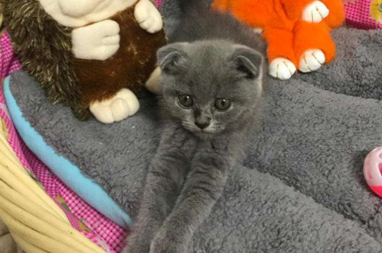 2个月的折耳蓝猫怎么养