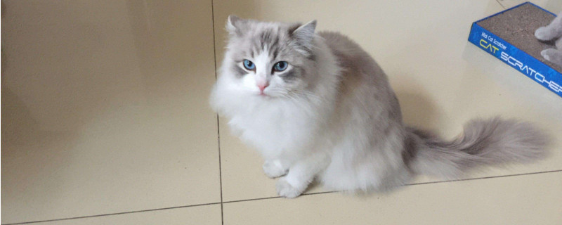 布偶猫不开心的表现