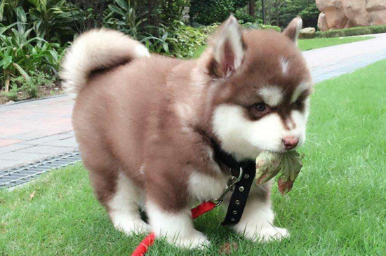 幼犬能用猫砂吗